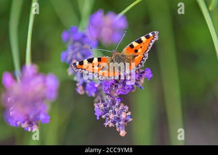 Piccola farfalla di tartaruga (Aglais orticae) siede sui fiori di lavanda in estate e spazio vuoto per testo Foto Stock