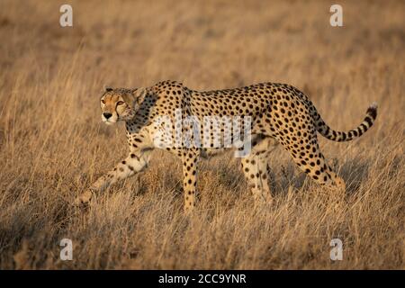 Ghepardo femminile adulto con occhi bellissimi che camminano tra erba alta Durante il tramonto nel Parco Nazionale di Serengeti in Tanzania Foto Stock