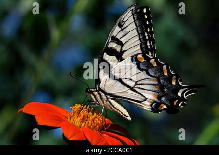 Coda di palma della tigre orientale su fiore di Echinacea. La farfalla è una farfalla a coda di rondine originaria del Nord America orientale. Foto Stock