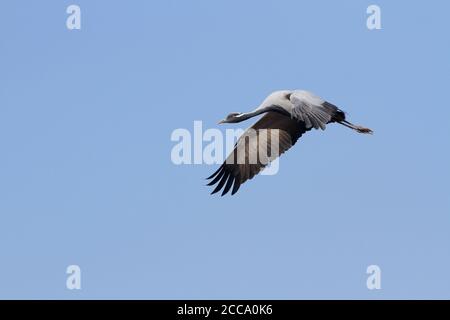 Adulto Demoiselle Crane (Grus virgo) in volo vicino al Santuario degli Uccelli di Khichan, India. Foto Stock