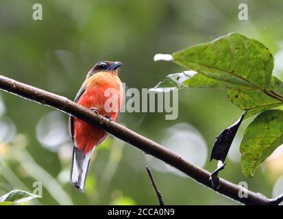 Trogon (Harpactes duvaucelii) arroccato su un albero alto in una foresta tropicale intorno al lago di Pedu in Malesia. Foto Stock