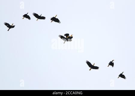 Gran gruppo di Hornbrills (Rhyticeros subruficollis) che volano al crepuscolo verso il sito di rosting a Temenggor, Malesia. Foto Stock