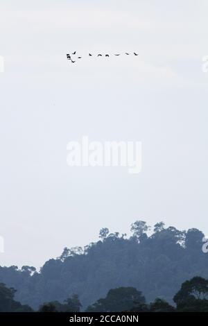 Gran gruppo di Hornbrills (Rhyticeros subruficollis) che volano al crepuscolo verso il sito di rosting a Temenggor, Malesia. Foto Stock