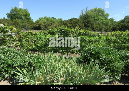 Audley End House Inghilterra cucina biologica giardino Inghilterra Foto Stock