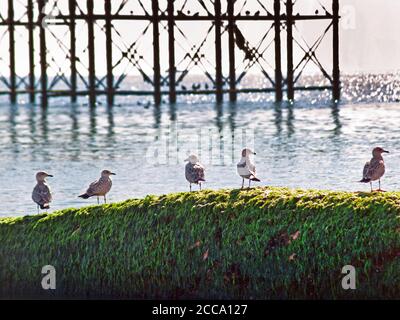 Giovani gabbiani sul lungomare di Brighton Foto Stock