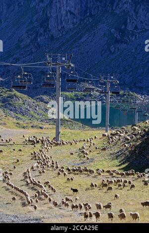 Una mandria di pecore sotto le pile di impianti di risalita Foto Stock