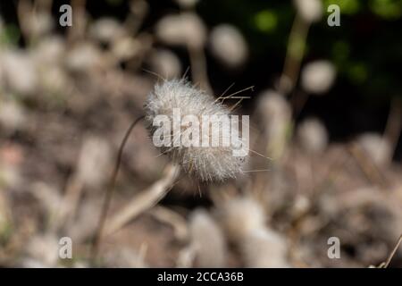 Closeup di Lagurus ovatus o lepre-coda o lepre-coda erba o. bunnytail Foto Stock