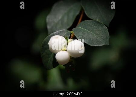 Snowberry o bacche di neve su un cespuglio verde anche conosciuto come Symphoricarpos albus Foto Stock