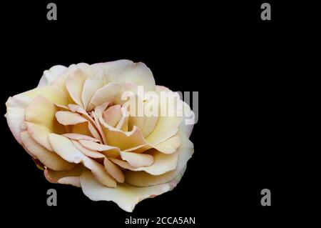 Messa a fuoco morbida per dare un effetto da sogno in questa chiusura su di una rosa con sfondo oscurato che fornisce copia spazio Foto Stock