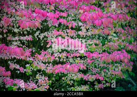 Primo piano di una variegata rosa, bianco, verde foglie delicate di un arbusto. Foto Stock