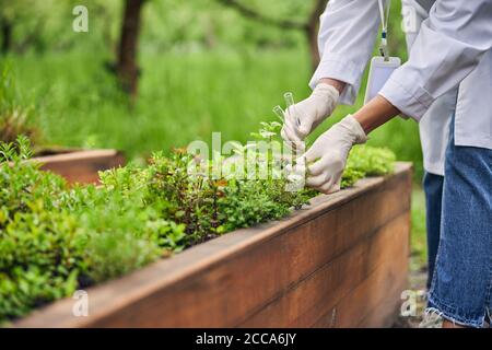 Donna biologa raccogliere semi da piante esterne Foto Stock