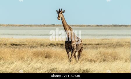 Giraffe camminando nell'erba alta della savana di Etosha con la padella sullo sfondo. Foto Stock