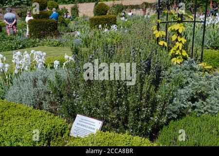 Giardino delle erbe domestiche, uno dei quattro letti delle erbe piantati in 1977 per il Giubileo d'argento delle regine, rimodellato in 2016 per il 90° compleanno della regina Elisabetta ll. Foto Stock