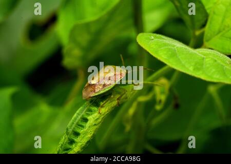 Un insetto orientale di puzzolatura strisciante tra fogliame verde. Plautia stali Foto Stock