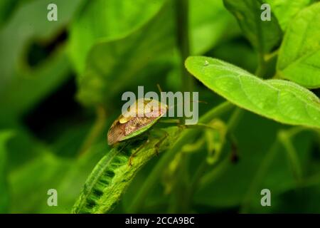 Un insetto orientale di puzzolatura strisciante tra fogliame verde. Plautia stali Foto Stock