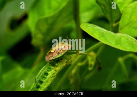 Un insetto orientale di puzzolatura strisciante tra fogliame verde. Plautia stali Foto Stock