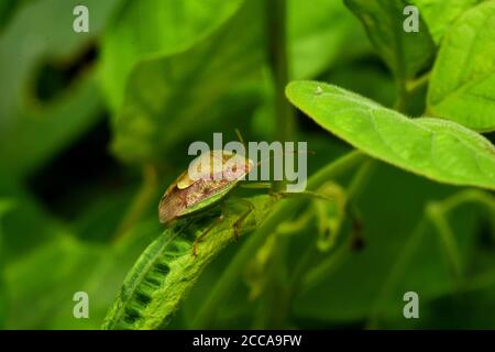 Un insetto orientale di puzzolatura strisciante tra fogliame verde. Plautia stali Foto Stock