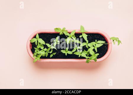 Giovani pianta di Cannabis in pentola. Coltivazione domestica in una marijuana interna per scopi medici Foto Stock