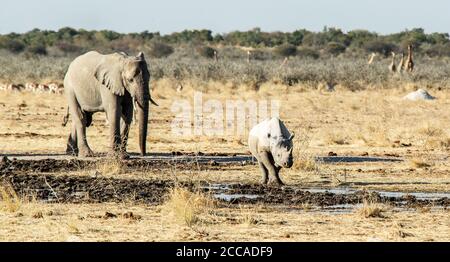 Un rinoceronte nero visto fuori da un elefante impassibile nel parco di Etosha, Namibia Foto Stock