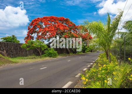 Piante esotiche tropicali e palme. Isola Mauritius paesaggio Foto Stock