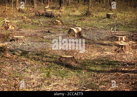 L'immagine dopo l'abbattimento è un sacco di ceppi di conifere alberi che rimangono nel terreno. Ceppi dopo abbattimento illegale. Fuoco selettivo Foto Stock