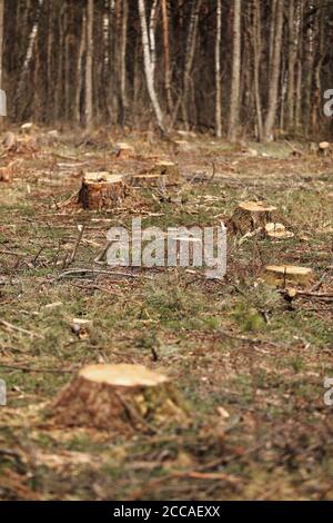 L'immagine dopo l'abbattimento è un sacco di ceppi di conifere alberi che rimangono nel terreno. Ceppi dopo abbattimento illegale. Fuoco selettivo Foto Stock