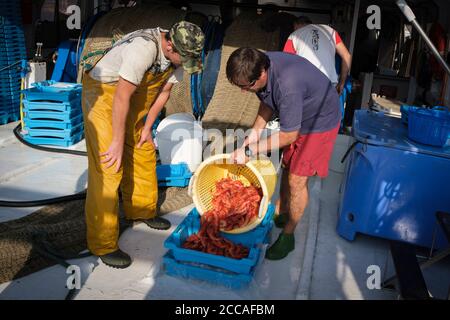 I pescatori si prepara a scaricare il pescato di gamberi freschi sulla banchina del porto di Palamós. Costa Brava. Catalogna. Spagna. Foto Stock