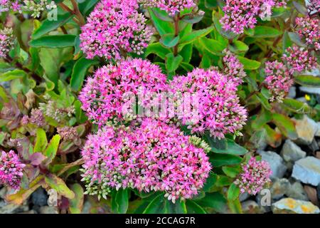 Boccola luminoso con infiorescenze rosa di succulenti fiori di Sedum close-up, lat. (Hylotelephium spectabile) - bellissima pianta ornamentale per terra da giardino Foto Stock