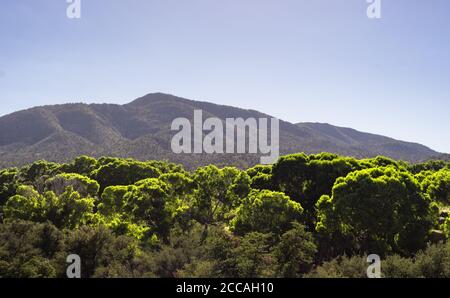 SKULL VALLEY, STATI UNITI - 04 agosto 2020: Una sorgente senza nome alimenta abbastanza acqua per un grande boschetto di alberi di cottonwood per sopravvivere alla calda estate dell'Arizona Foto Stock