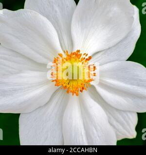 Vicino alla vista di un bianco fiore di un anemone giapponese con acheni arancioni e un gynoecio giallo Foto Stock