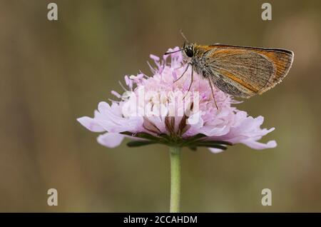 Essex Skipper, Thymelicus lineola, su un fiore di Scabious Foto Stock