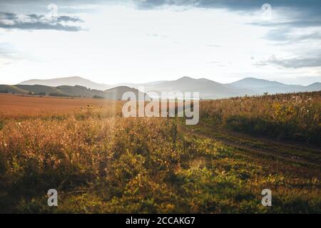 Grande campo di grano maturo sotto il cielo aperto una giornata di sole Foto Stock