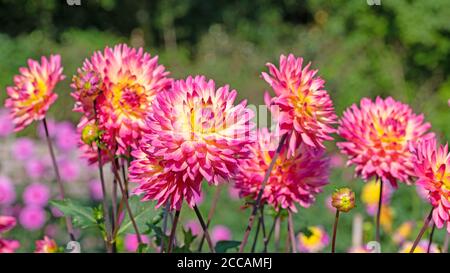 Fioritura di dahlias colorate nel giardino Foto Stock