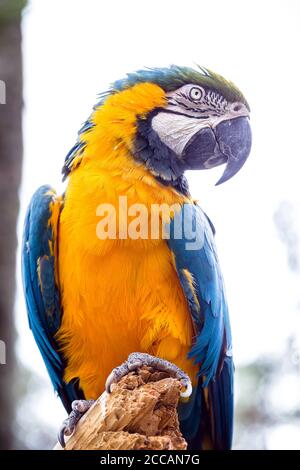 Vecchio Macaw brasiliano, 40 anni, uccello giallo-e-blu-belled, originario dell'Amazzonia, animale domestico. Foto Stock