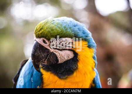 Vecchio Macaw-canindé, con pance gialle e blu, che ha subito abusi in cattività. Uccello ferito, traffico di animali. Foto Stock