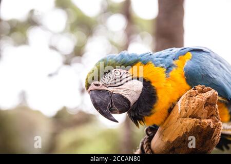 Vecchio Macaw brasiliano, 40 anni, uccello giallo-e-blu-belled, originario dell'Amazzonia, animale domestico. Foto Stock