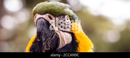 Ritratto di un vecchio macaw brasiliano, specie emblematiche della savana brasiliana e amazzonica. Uccello in pericolo di estinzione Foto Stock