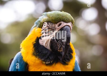 Vecchio Macaw-canindé con becco rotto, ferita a causa del traffico di animali, uccello in cattività. Foto Stock