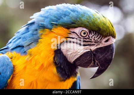 Macaw vecchio di 40 anni, con piume appuntite, animale spaventato, uccello dal colore giallo e blu, originario dell'Amazzonia, animale domestico. Foto Stock