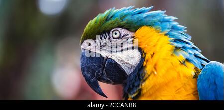 Macaw vecchio di 40 anni, con piume appuntite, animale spaventato, uccello dal colore giallo e blu, originario dell'Amazzonia, animale domestico. Foto Stock