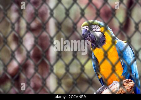 Old Macaw-canindé, uccello con il ventre giallo e blu, nativo delle amazonas, in cattività. Concetto di animale dietro le sbarre, imprigionato. Foto Stock