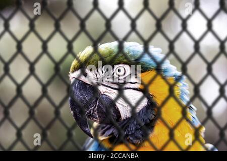 Vecchio Macaw-canindé, con pance gialle e blu, che ha subito abusi in cattività. Uccello ferito, traffico di animali. Concetto di animale dietro le barre, imp Foto Stock