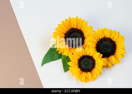 Girasoli su sfondo di carta beige bianco, vista dall'alto, piatto. Bel biglietto d'auguri di design. Foto Stock