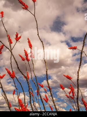 Le montagne di Santa Rita sono viste attraverso ocotillo, (Fouquieria splendens), in fiore in aprile, deserto di sonora, a ovest di Tubac, Arizona, Stati Uniti. Foto Stock