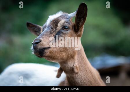 affascinante ritratto di una capra nana Foto Stock