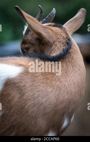 affascinante ritratto di una capra nana Foto Stock