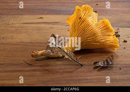 Funghi chanterelle appena forato su tavola di legno. Orizzontale. Concetto, foraging, autosufficienza, verde, ecologia, cucina, cibo, freschezza. Foto Stock