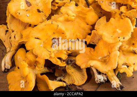 Funghi chanterelle appena forati su tavola di legno. Orizzontale. Concetto, foraging, autosufficienza, verde, ecologia, cucina, cibo, freschezza. Foto Stock