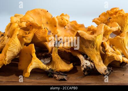 Funghi chanterelle appena forati su tavola di legno. Orizzontale. Concetto, foraging, autosufficienza, verde, ecologia, cucina, cibo, freschezza. Foto Stock