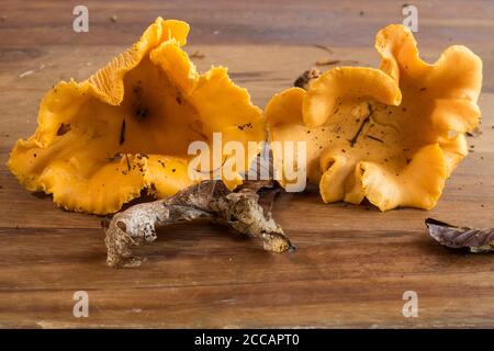 Funghi chanterelle appena forati su tavola di legno. Orizzontale. Concetto, foraging, autosufficienza, verde, ecologia, cucina, cibo, freschezza. Foto Stock